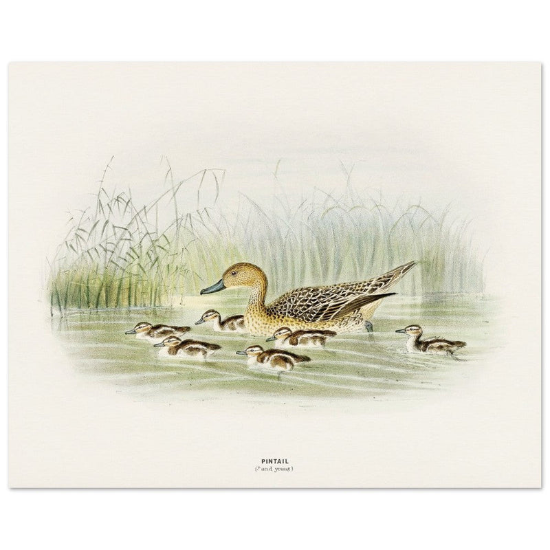 Pintail duck with duclings . Vintage bird print .   XIX beautiful illustration of european birds collection.