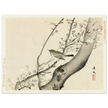 Bird in tree with white blossom by Matsumura Keibun, 1892