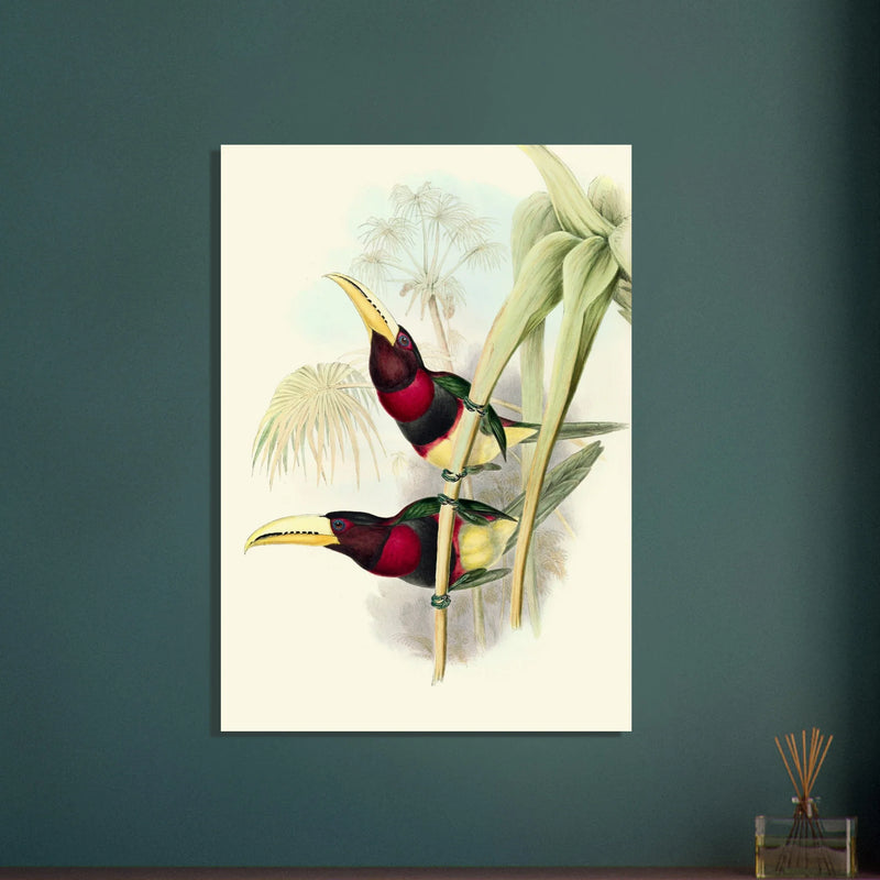 Art print of two vintage red toucans by John Gould XIX Century. Antique bird painting