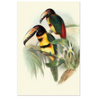 Art print of beautiful vintage toucans birds by John Gould XIX Century.