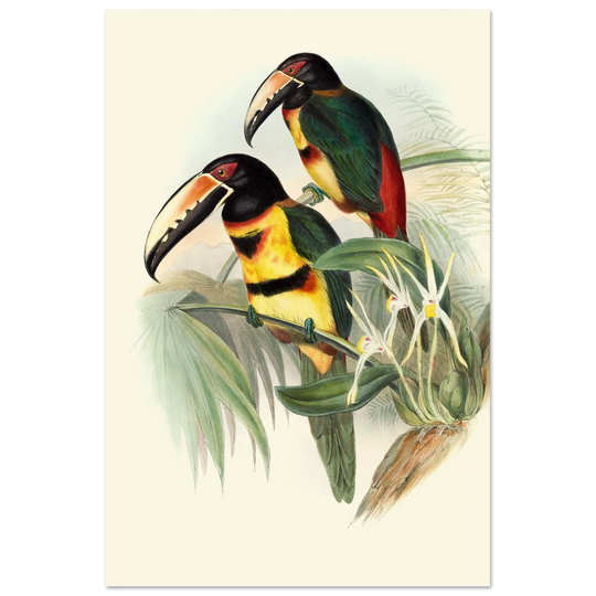 Art print of beautiful vintage toucans birds by John Gould XIX Century.