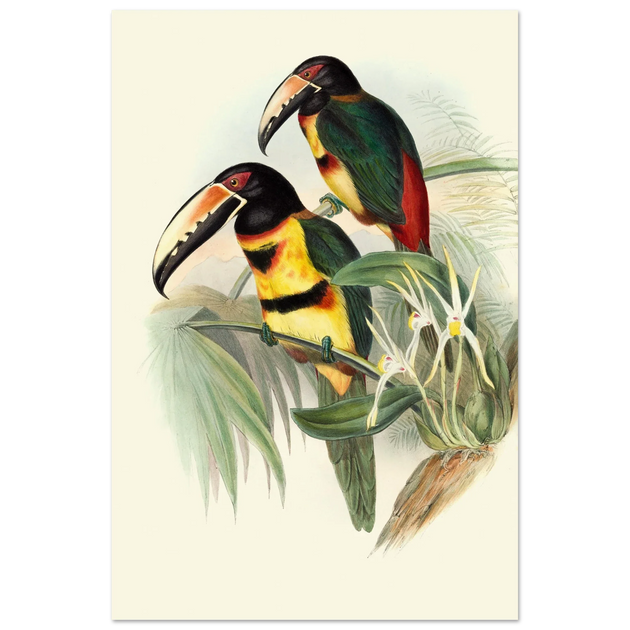 Art print of beautiful vintage toucans birds by John Gould XIX Century.