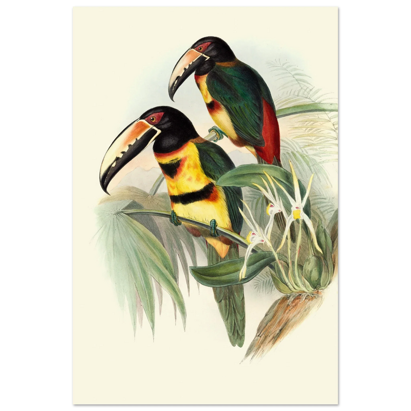 Art print of beautiful vintage toucans birds by John Gould XIX Century.