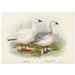 Snow goose. Vintage bird print .   XIX beautiful illustration of antique birds collection.