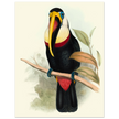Toucan by John Gould XIX Century. Antique bird painting