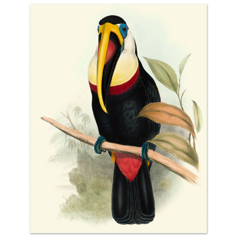 Toucan by John Gould XIX Century. Antique bird painting
