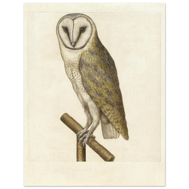 Barn owl anonymous author vintage illustration of the XVI century.