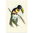 Toucan by John Gould XIX Century. Antique bird illustration