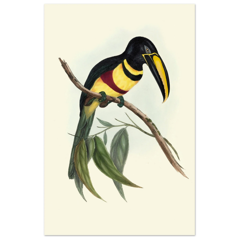 Toucan by John Gould XIX Century. Antique bird illustration