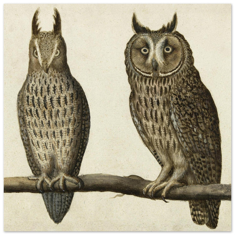 Scops Owl and Long-eared Owl vintage illustration.