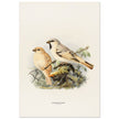 Algerian desert sparrow. Vintage bird print.   XIX beautiful illustration of european birds collection.