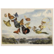 Richard Doyle illustration for Fairyland. The Fairy Queen in her carriage driven by butterflies.