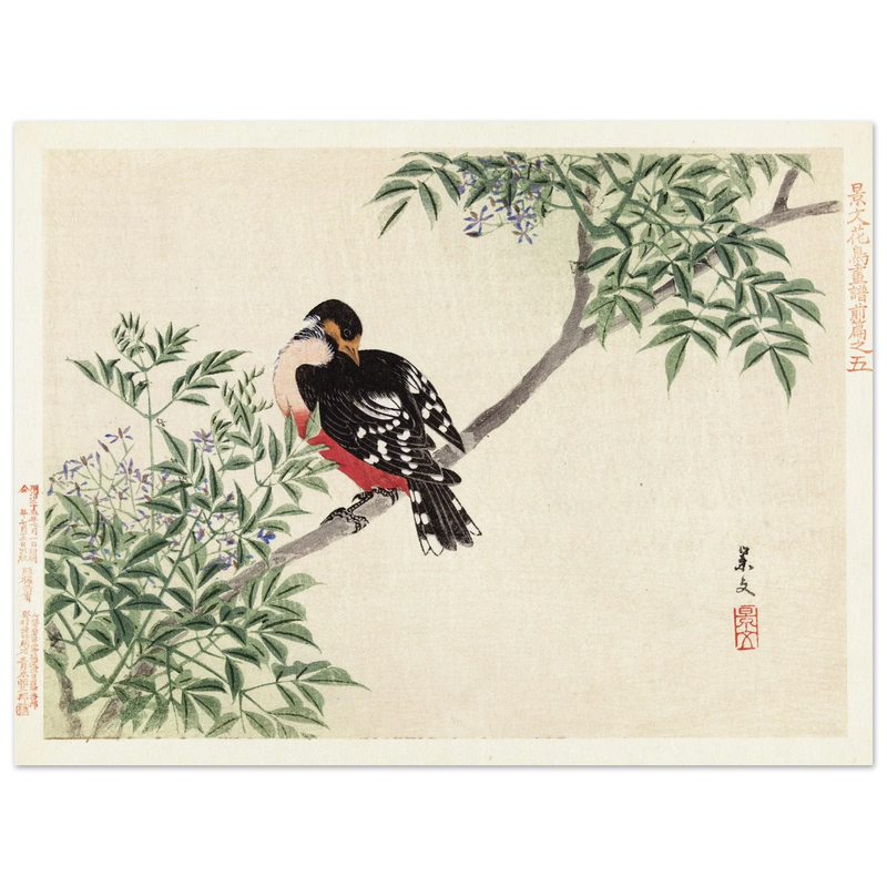 Black-red bird by Matsumura Keibun, 1892.