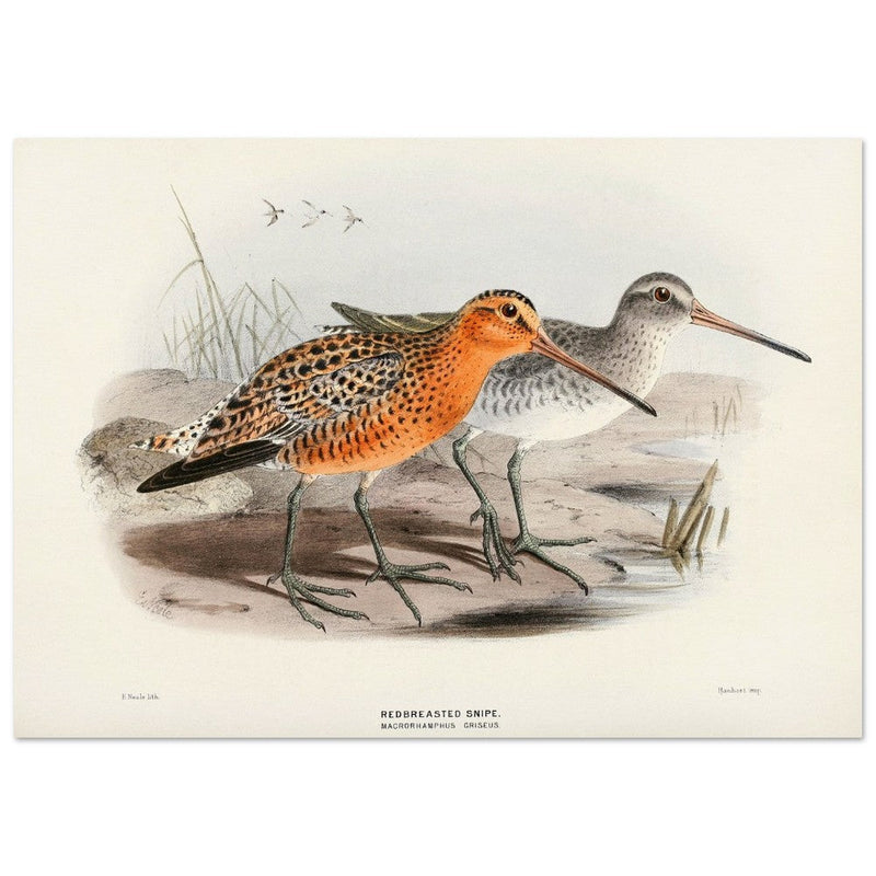 Redbreasted snipe birds. Vintage bird print.   XIX beautiful illustration of asian birds collection.