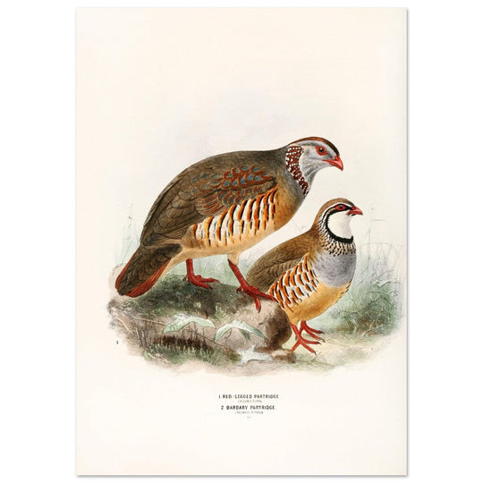 Red legged and barbary partdridges. Vintage bird print.   XIX beautiful illustration of european birds collection.