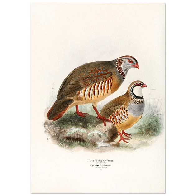 Red legged and barbary partdridges. Vintage bird print.   XIX beautiful illustration of european birds collection.