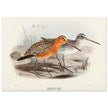 Redbreasted snipe birds. Vintage bird print.   XIX beautiful illustration of asian birds collection.
