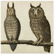 Scops Owl and Long-eared Owl vintage illustration.