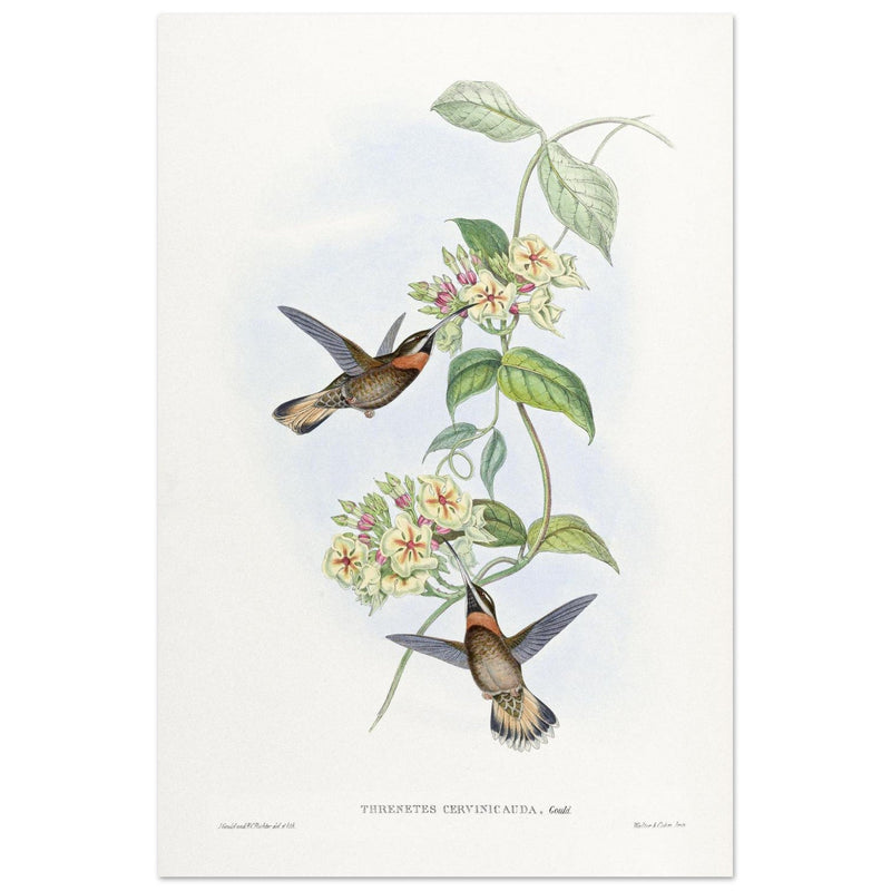 Hummingbirds  by John Gould XIX century . A Monograph of the Trochilidae. 4937