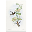 Hummingbirds  by John Gould XIX century . A Monograph of the Trochilidae. 4937