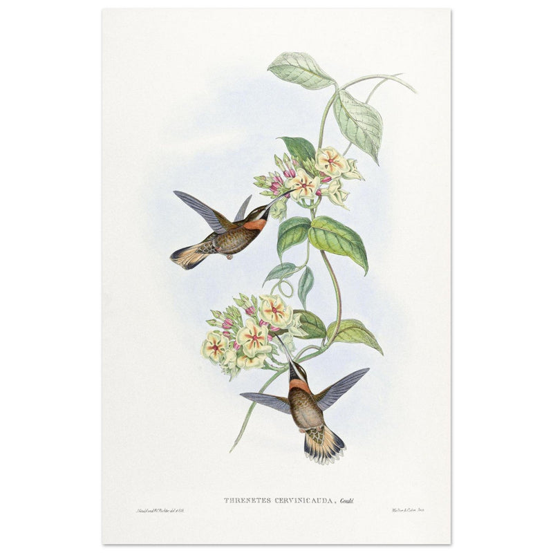 Hummingbirds  by John Gould XIX century . A Monograph of the Trochilidae. 4937