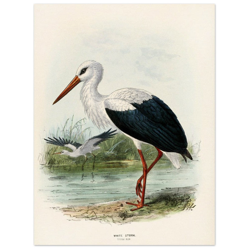 White stork. Vintage bird print .   XIX beautiful illustration of european birds collection.