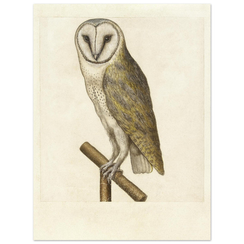 Barn owl anonymous author vintage illustration of the XVI century.
