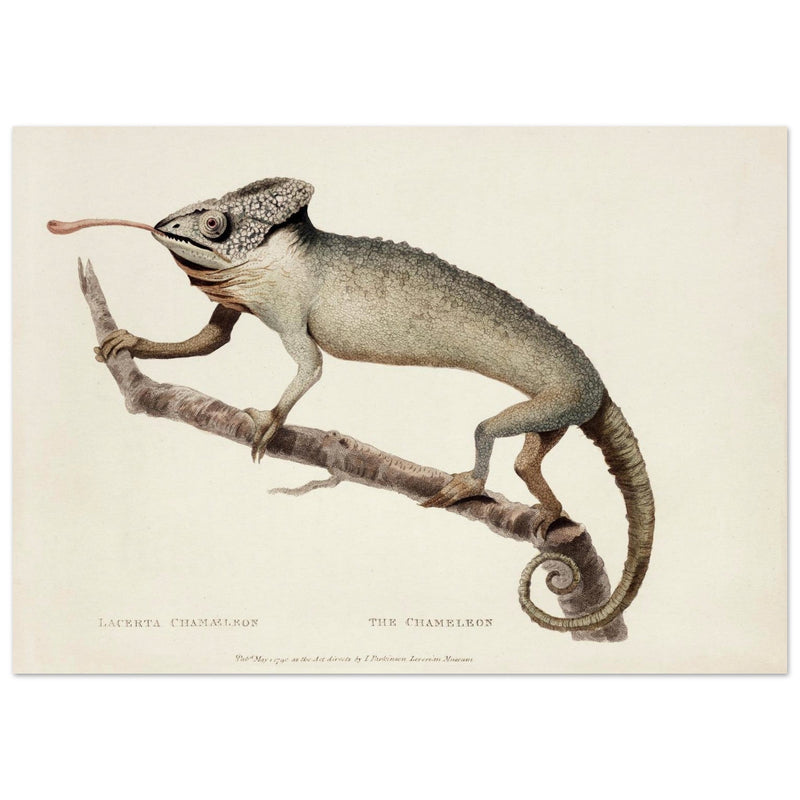 The Chameleon. Lacerta Chameleon by George Shaw 1792. Poster reproduction of an old historic illustration..