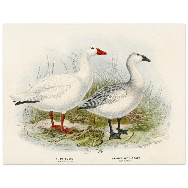 Snow goose. Vintage bird print .   XIX beautiful illustration of antique birds collection.
