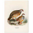 Red legged and barbary partdridges. Vintage bird print.   XIX beautiful illustration of european birds collection.