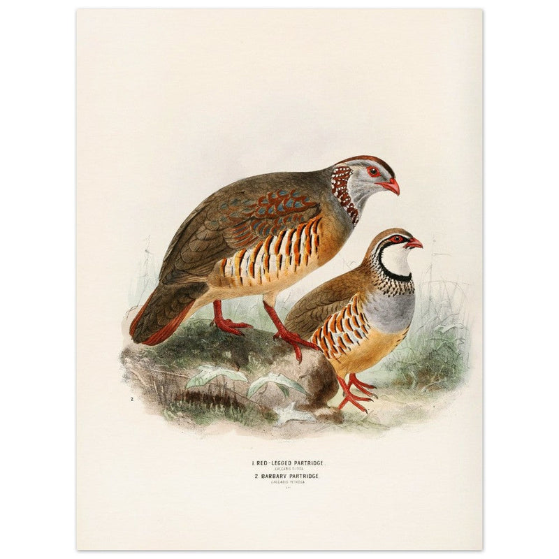 Red legged and barbary partdridges. Vintage bird print.   XIX beautiful illustration of european birds collection.