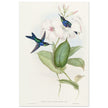Hummingbirds by John Gould XIX century . A Monograph of the Trochilidae. 004848
