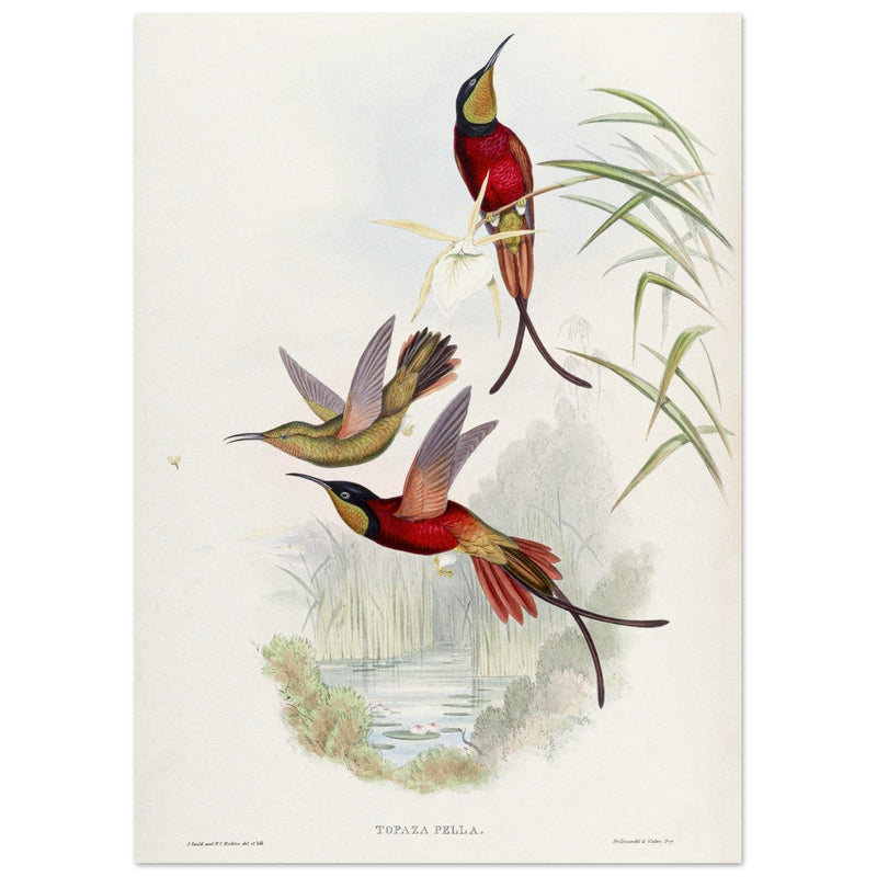 Hummingbirds  by John Gould XIX century . A Monograph of the Trochilidae. 4884
