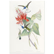 Hummingbirds  by John Gould XIX century . A Monograph of the Trochilidae.