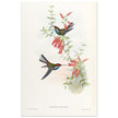 Hummingbirds  by John Gould XIX century . A Monograph of the Trochilidae.
