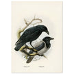 Carrion and hooded crows. Vintage bird print.   XIX beautiful illustration of european birds collection.