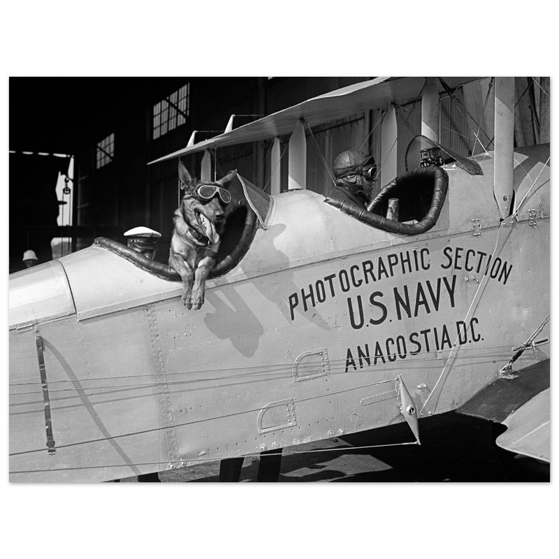 Police dog disguised as a pilot at the Naval Air Station