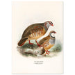 Red legged and barbary partdridges. Vintage bird print.   XIX beautiful illustration of european birds collection.