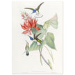 Hummingbirds  by John Gould XIX century . A Monograph of the Trochilidae.