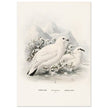 Willow and Rock Ptarmigan birds. Vintage bird print.   XIX beautiful illustration of european birds collection.