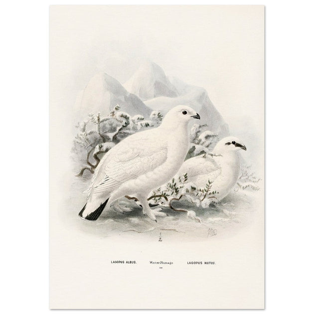 Willow and Rock Ptarmigan birds. Vintage bird print.   XIX beautiful illustration of european birds collection.