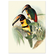 Art print of beautiful vintage toucans birds by John Gould XIX Century.