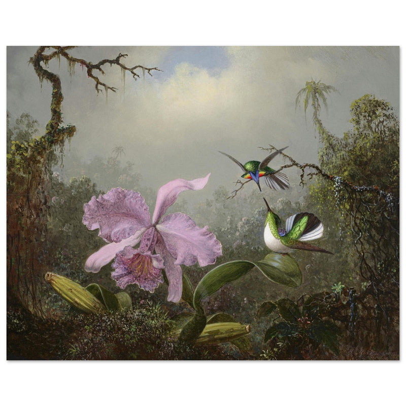 Cattleya Orchid with Two Brazilian Hummingbirds by Martin Johnson Heade