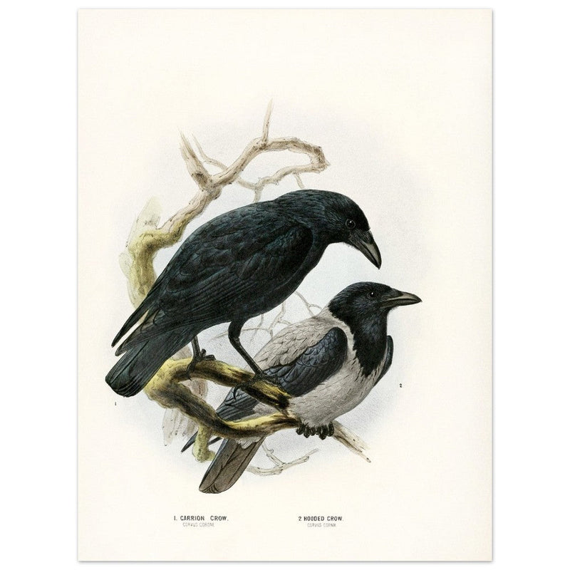 Carrion and hooded crows. Vintage bird print.   XIX beautiful illustration of european birds collection.