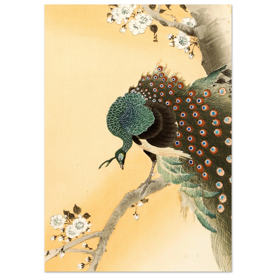 Peacock in cherry tree by Ohara Koson.