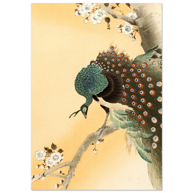 Peacock in cherry tree by Ohara Koson.