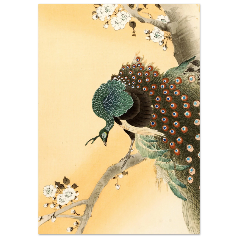 Peacock in cherry tree by Ohara Koson.