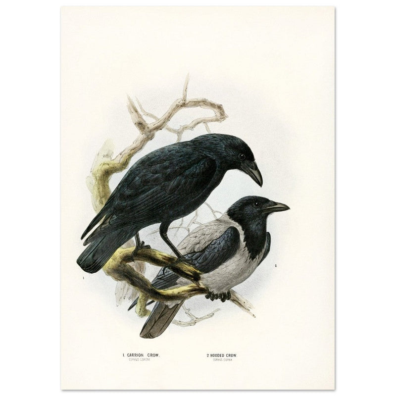 Carrion and hooded crows. Vintage bird print.   XIX beautiful illustration of european birds collection.