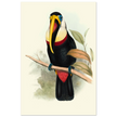 Toucan by John Gould XIX Century. Antique bird painting