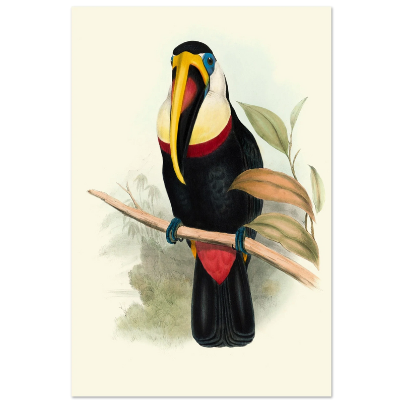 Toucan by John Gould XIX Century. Antique bird painting